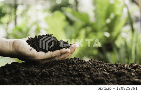 Male hands holding soil on the field. Farmer checking soil health before growth a seed of plant seedling. 120925861