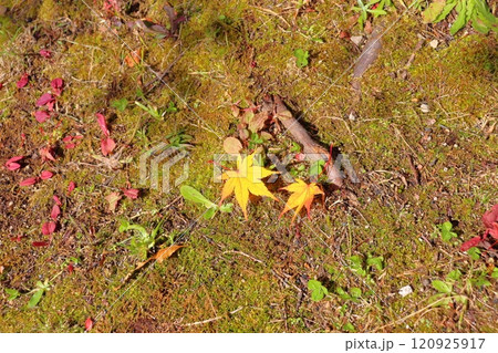 落ち葉 紅葉 もみじ 落ち葉 紅葉 もみじ 120925917
