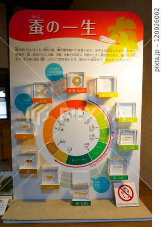 富岡製糸場 旧富岡製糸場 カイコ 生態展示 蚕の一生 富岡製糸場 旧富岡製糸場 カイコ 生態展示 蚕の一生 120926002