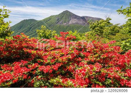 高千穂峰をバックにヤマツツジの花 高千穂峰をバックにヤマツツジの花 120926006
