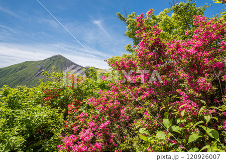 高千穂峰をバックにヤマツツジの花 高千穂峰をバックにヤマツツジの花 120926007