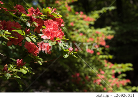 緑と花のボケをバックにヤマツツジの花 120926011