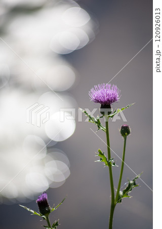 水面のキラキラをバックにノアザミの花 120926013