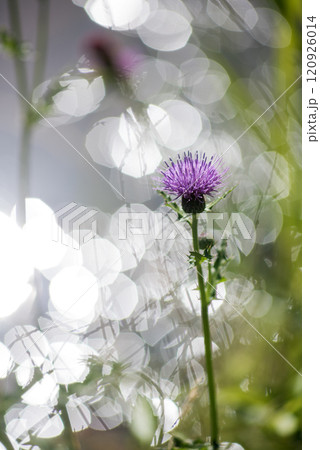 水面のキラキラをバックにノアザミの花 水面のキラキラをバックにノアザミの花 120926014