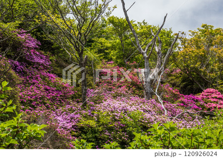 大浪池周回路のツツジの群落 120926024