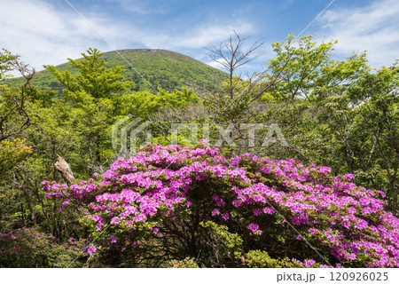 韓国岳と赤紫色のツツジの花 120926025