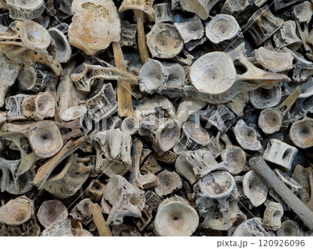 入江・高砂貝塚から出土した魚の骨 入江・高砂貝塚から出土した魚の骨 120926096