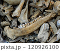 入江・高砂貝塚から発掘された鹿の骨 120926100