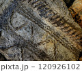 縄文式土器 120926102