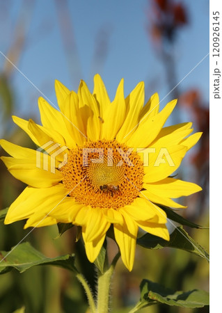 晩秋の庭に咲くヒマワリの花の蜜を吸うミツバチ 120926145