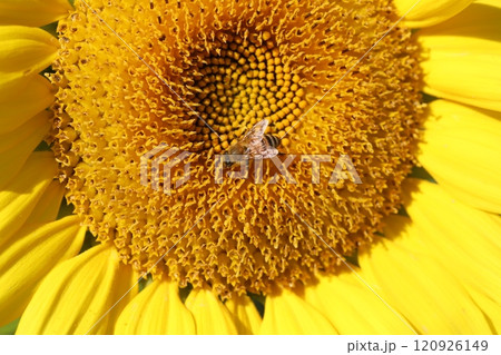 晩秋の庭に咲くヒマワリの花の蜜を吸うミツバチ 晩秋の庭に咲くヒマワリの花の蜜を吸うミツバチ 120926149