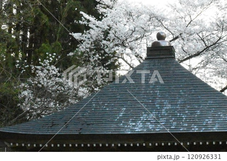 歴史のある寺院の屋根の上に咲いている満開の桜 歴史のある寺院の屋根の上に咲いている満開の桜 120926331