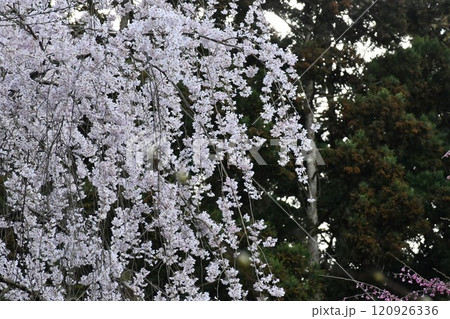 薄暗い木々の手前に咲いている薄ピンク色の桜の風景 薄暗い木々の手前に咲いている薄ピンク色の桜の風景 120926336