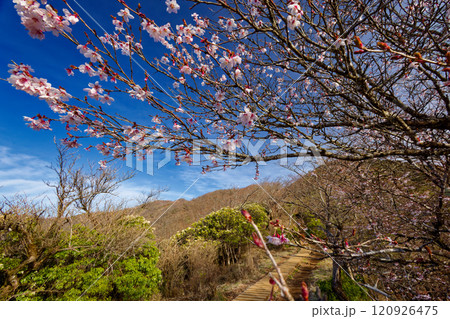 丹沢表尾根のマメザクラと塔ノ岳の眺め 120926475