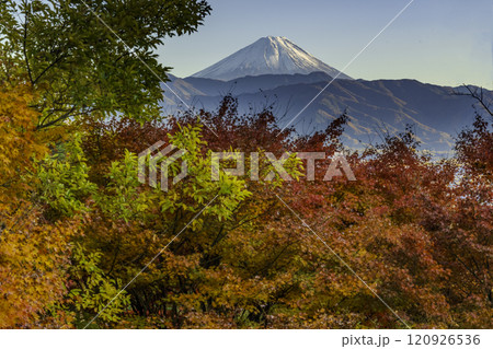甲府市和田山紅葉かいどうから紅葉と甲府市ビル群と富士山 120926536