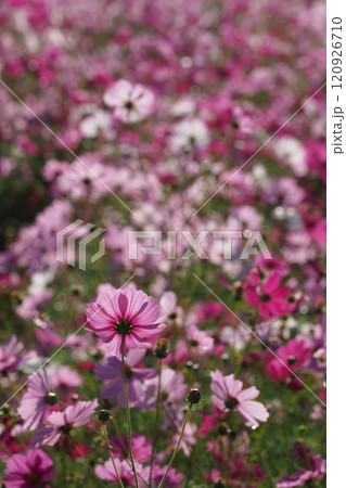 こすもす畑のピンクの花 120926710