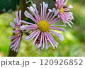 薄いピンクの管状花弁が美しいキク 120926852