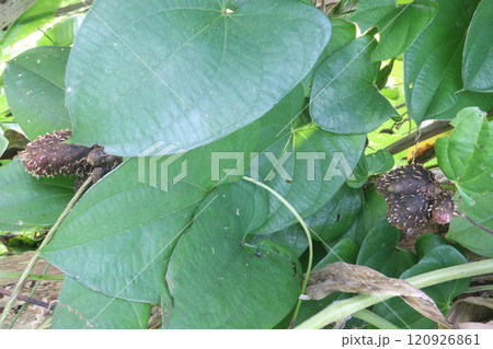 dioscorea alata purple yam on plant in farm dioscorea alata purple yam on plant in farm 120926861