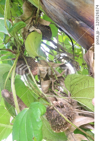 dioscorea alata purple yam on plant in farm dioscorea alata purple yam on plant in farm 120926874