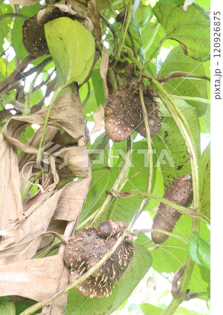 dioscorea alata purple yam on plant in farm dioscorea alata purple yam on plant in farm 120926875