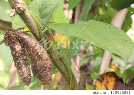 dioscorea alata purple yam on plant in farm dioscorea alata purple yam on plant in farm 120926881