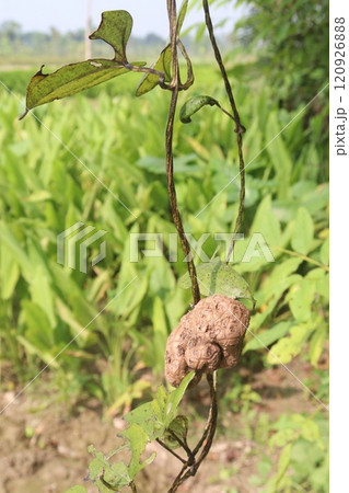 dioscorea alata purple yam on plant in farm 120926888