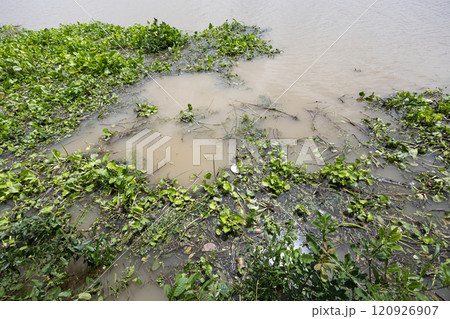Water hyacinth with garbage on a river. Water pollution in river with trash. 120926907