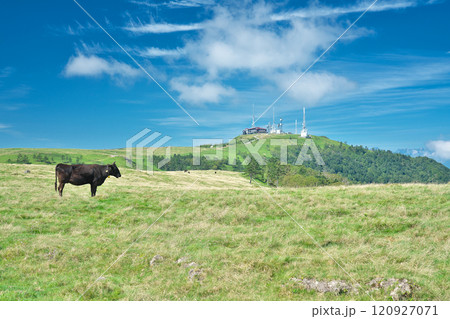 【美ヶ原高原の放牧】 長野県小県郡長和町和田野々入 120927071