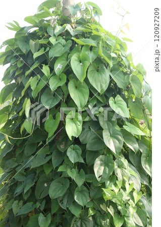 dioscorea alata purple yam plant on farm 120927209