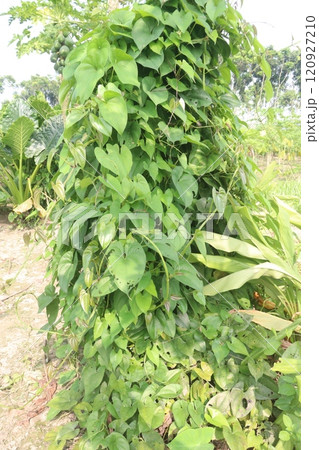 dioscorea alata purple yam plant on farm 120927210