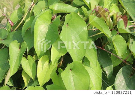 dioscorea alata purple yam plant on farm 120927211
