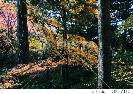紅葉した木々 紅葉した木々 120927317