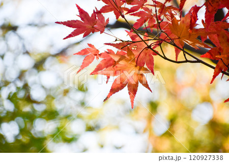 鮮やかな紅葉 鮮やかな紅葉 120927338