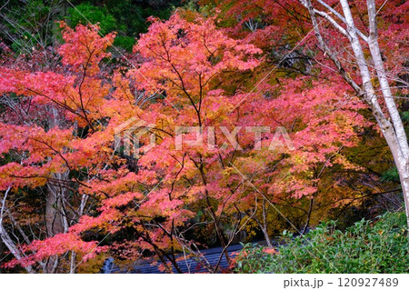 定福寺の紅葉 高知 定福寺の紅葉 高知 120927489
