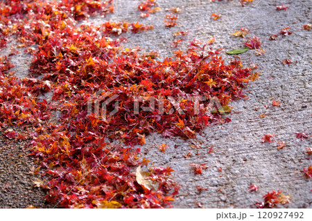 定福寺の紅葉　高知 120927492