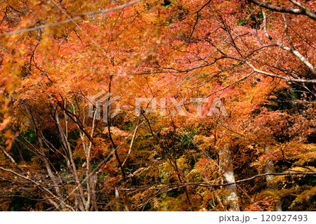 定福寺の紅葉　高知 120927493