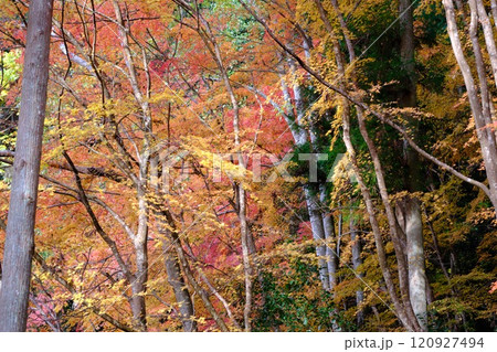 定福寺の紅葉 高知 定福寺の紅葉 高知 120927494