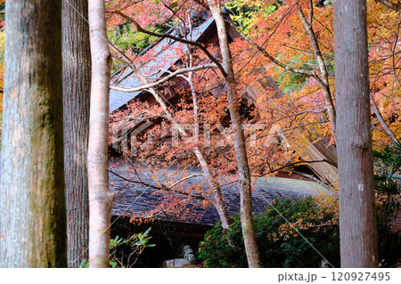 定福寺の紅葉　高知 120927495