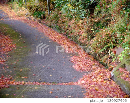 定福寺の紅葉　高知 120927496