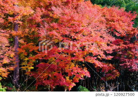 定福寺の紅葉 高知 定福寺の紅葉 高知 120927500