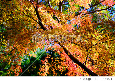 定福寺の紅葉　高知 120927504