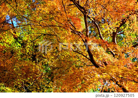 定福寺の紅葉　高知 120927505