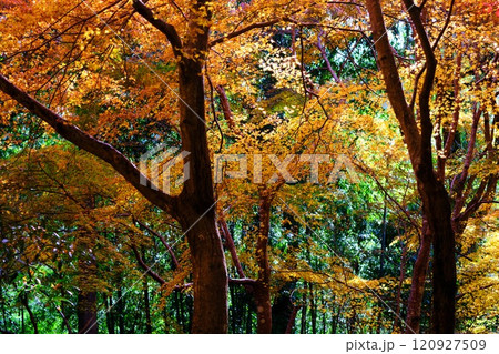定福寺の紅葉 高知 定福寺の紅葉 高知 120927509