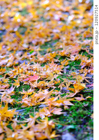 定福寺の紅葉 高知 定福寺の紅葉 高知 120927514