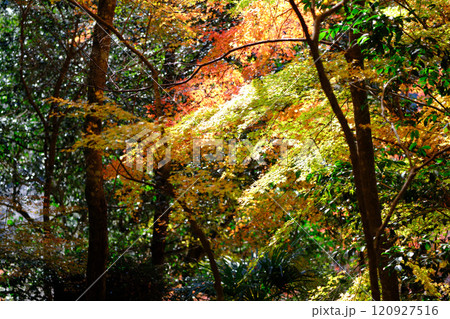 定福寺の紅葉　高知 120927516
