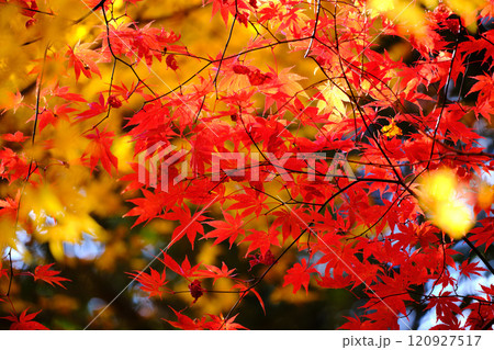 定福寺の紅葉　高知 120927517