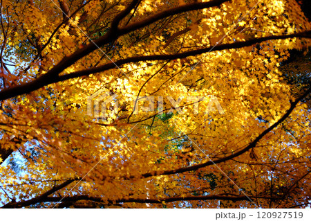 定福寺の紅葉　高知 120927519