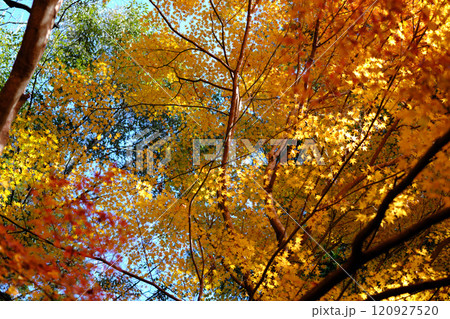定福寺の紅葉　高知 120927520
