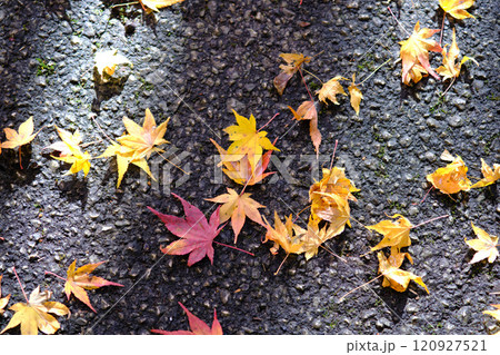 定福寺の紅葉 高知 定福寺の紅葉 高知 120927521