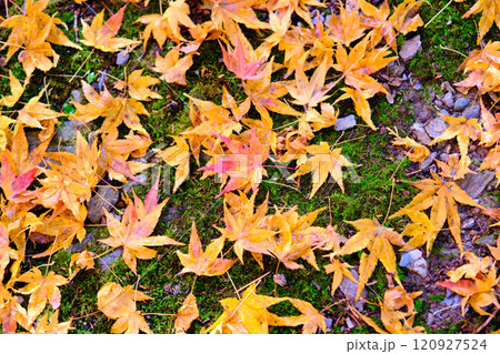 定福寺の紅葉 高知 定福寺の紅葉 高知 120927524